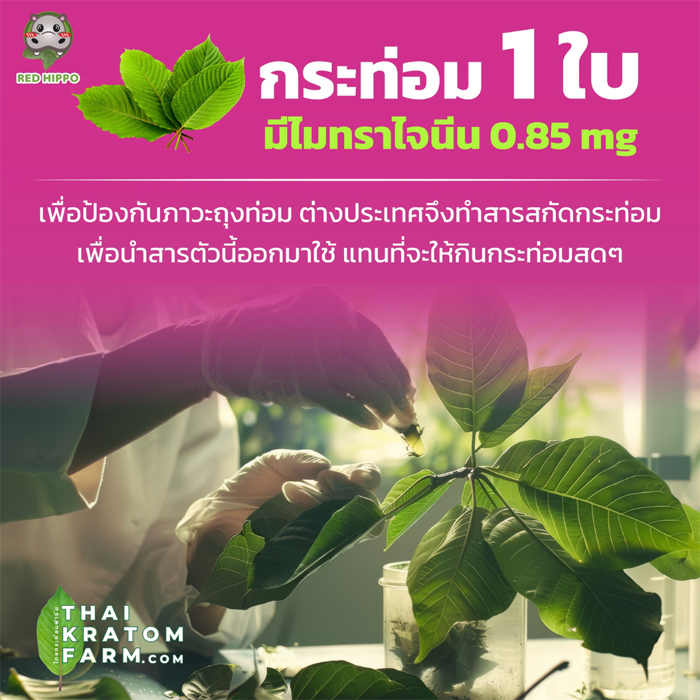ใบกระท่อมสดเ