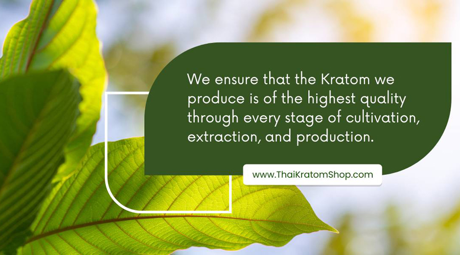 พืชกระท่อม (Kratom Plant)