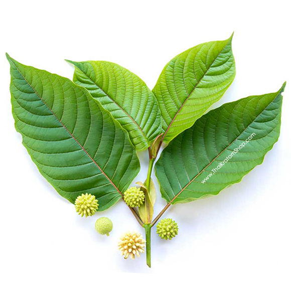 กระท่อม (kratom)