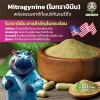 น้ำกระท่อมสกัดเย็น (Kratom Energy Shot)