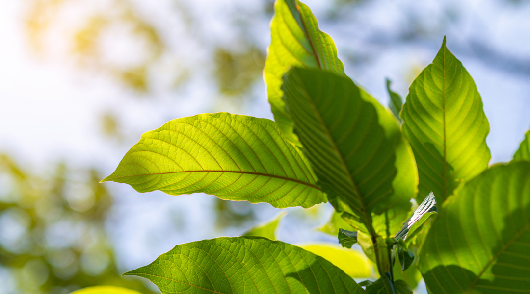 Kratom-farm-slider